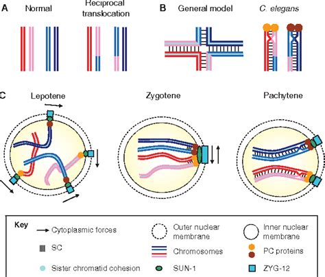 Figure From Homologous Pairing And The Role Of Pairing Centers In