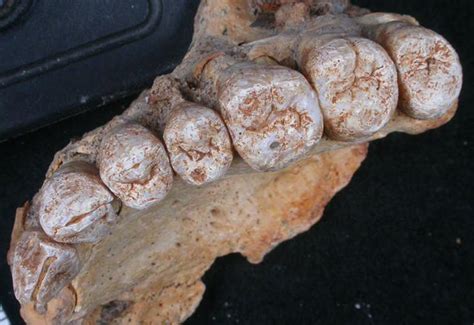 Scientist find oldest modern human fossil outside Africa | Human World | EarthSky