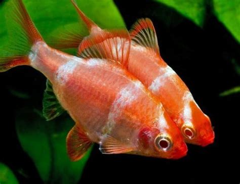 Barb Fish Strawberry Tiger Barb Tropical Fish Arizona Aquatic Gardens