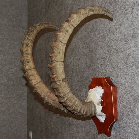 SIBERIAN IBEX - TAXIDERMY HORNS FOR SALE - WILD GOAT - ST3320