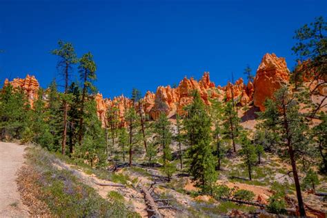 Beautiful Outdoor View of Pinyon Pine Tree Forest Bryce Canyon National ...