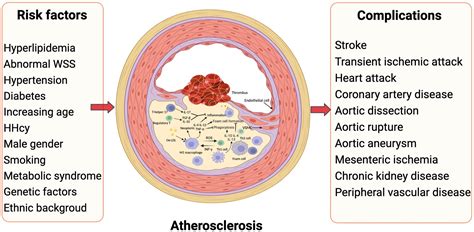 Frontiers Characteristics And Evaluation Of Atherosclerotic Plaques