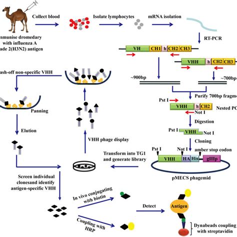 The Whole Procedure Schematic Representation Of The Strategy To Select