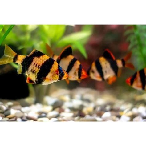 Jual Ikan Sumatra Tiger Barb Ikan Hias Sumatra Barb Shopee Indonesia