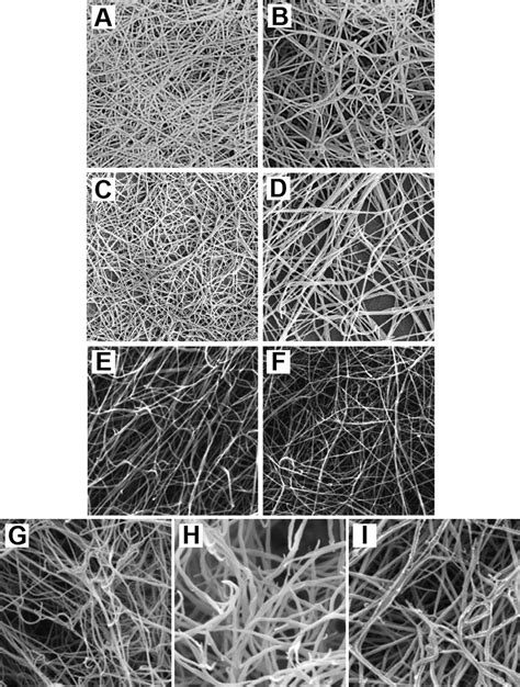 Scanning Electron Micrographs Of Purified And Recombinant Fibrinogen Download Scientific