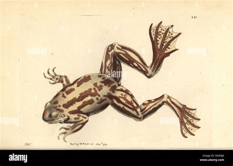 Paradoxical Frog Pseudis Paradoxa Adult Stage Stock Photo Alamy