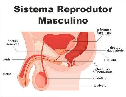 Resumo Sistema Reprodutor Masculino Bruno De Freitas Silva Hotmart