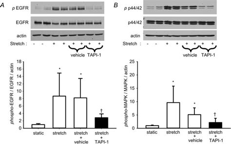 Cyclic Stretch Activation Of Egfr And P Mapk Is Dependent On