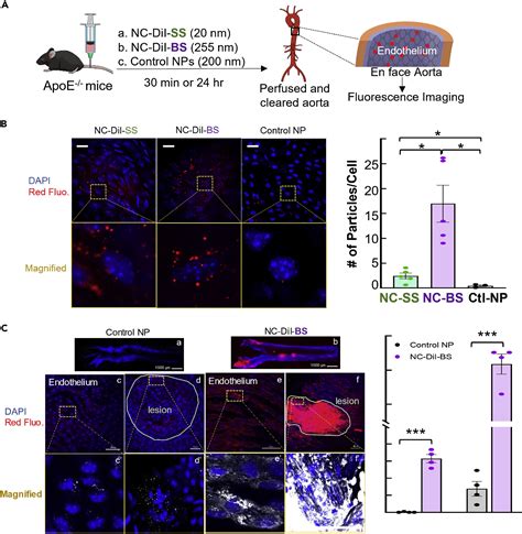 Redox Responsive Polyurethane Polyurea Nanoparticles Targeting To