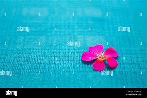 Five Petal Flowers Hi Res Stock Photography And Images Alamy