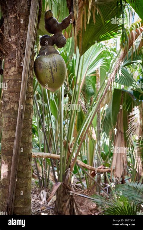 Huge Nuts Of Coco De Mer Palm Tree In Vallee De Mai Praslin Island