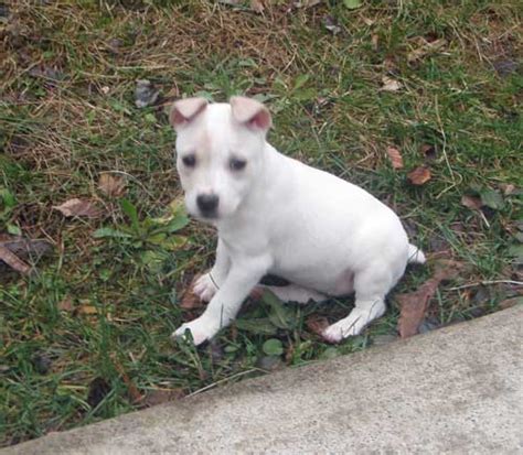 Buckley Mountain Feist Squirrel Dogs Ems Puppy