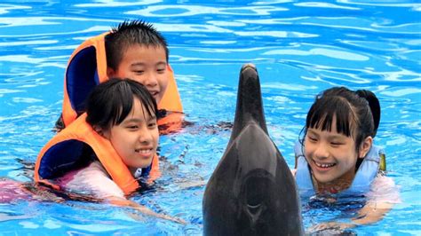bali dolphin marine park experience marine magic