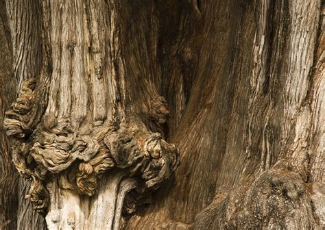 Ahuehuete Todo Lo Que Debes Saber Sobre El árbol Nacional