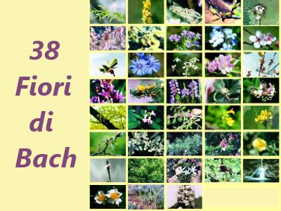 Le 38 Schede Dei Fiori Di Bach