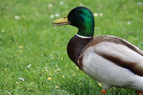 Ente Stockente Vogel Kostenloses Foto Auf Pixabay Pixabay