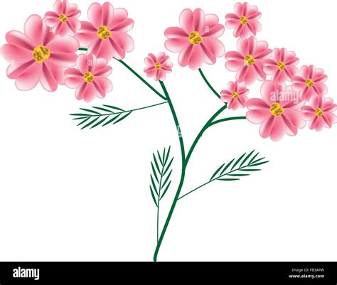 Hermosa Flor Ilustración De Rosas Antiguas Yarrow Achillea Millefolium Flores O Flores Con