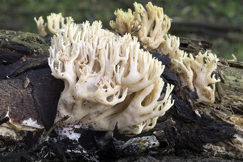 Ramaria Stricta Pers Qu L Orden Gomphales