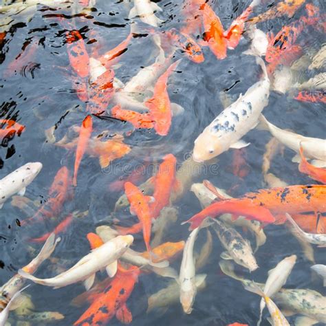 Koi Peixes Japoneses Da Carpa Foto De Stock Imagem De Variegada