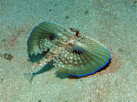 Flying Gurnard Dactylopterus Volitans Atlantis Gozo Dive Centre Malta