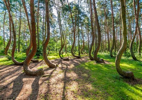 El misterioso Bosque Torcido qué es y dónde está este extraño lugar