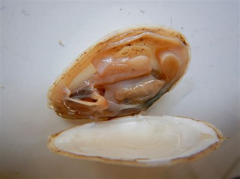 3 questions with answers in SHELLFISH ANATOMY | Science topic