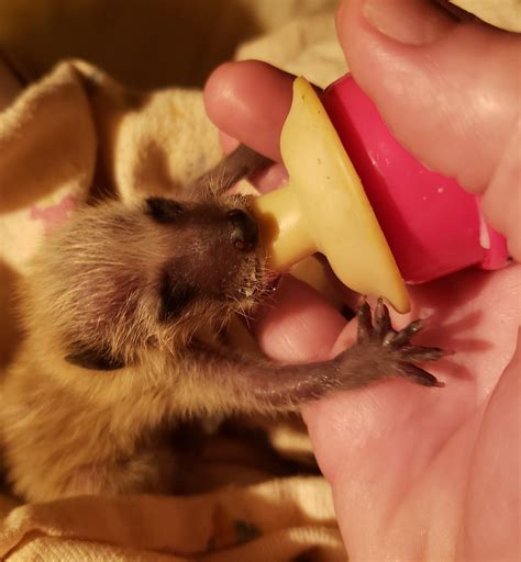 NY Wildlife Rescue - Home | Facebook