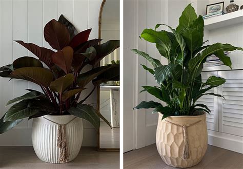 Những Large Decorative Pots For Indoor Plants độc đáo Cho Cây Trong Nhà Của Bạn