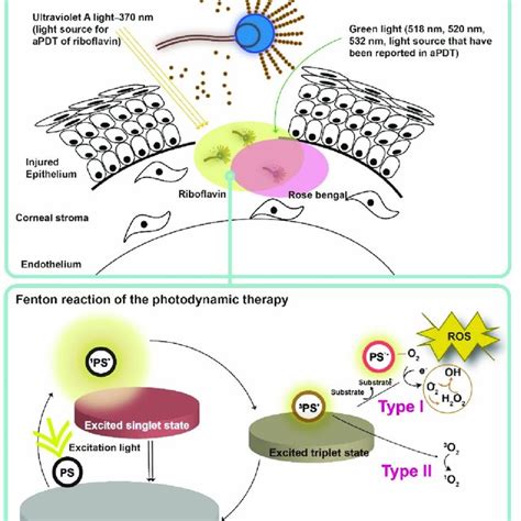 Mechanisms Of Antifungal Agent Resistance Polyenes A And Azoles B