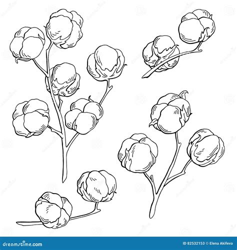 Cotton Plant Graphic Black White Isolated Sketch Illustration Stock