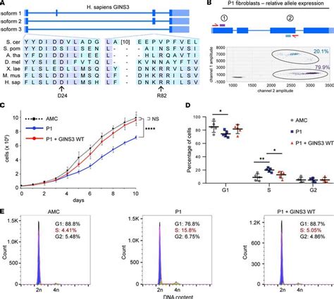 JCI Insight Hypomorphic GINS3 Variants Alter DNA Replication And