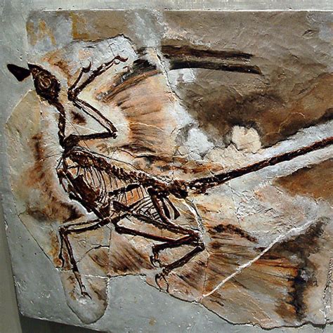 Weekly Science Quiz: Microraptor