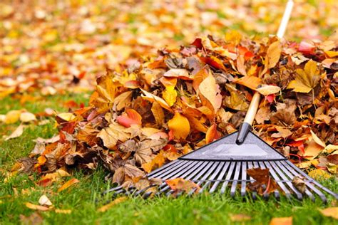 How To Repurpose Fallen Leaves In The Garden