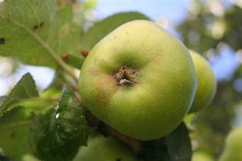 Fotos gratis manzana árbol naturaleza rama Fruta flor comida