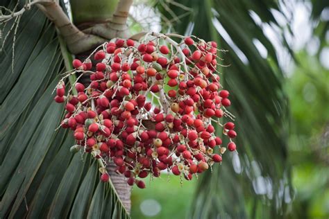 Red Palm Fruit Description Flavor Benefits And Uses Gardeners Magazine