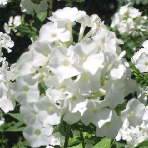 Phlox Paniculata White Admiral