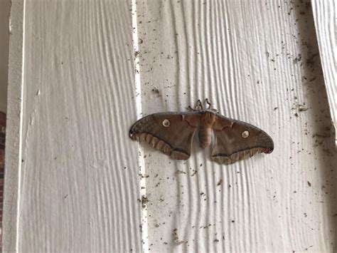 Can anyone help me identify this moth? : r/moths