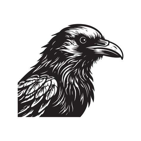 angry crow, vintage hand drawn illustration 28736382 Vector Art at Vecteezy