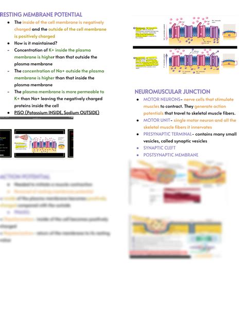 Solution Anatomy Physiology Muscular System Studypool