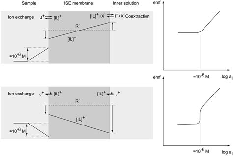 Transmembrane Concentration Gradients Of The Primary Ions And Schematic