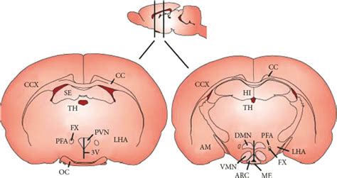 Different Hypothalamic Nuclei Involved In Controlling Food Intake Arc