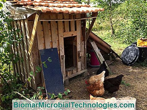 Cómo Hacer Un Gallinero De Madera Para El Jardín El Sitio De La