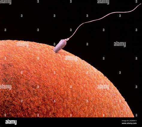 Illustration Of A Human Sperm Fertilising An Egg The Picture Shows The