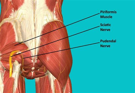 Pudendal Neuralgia Causes Diagnosis And Treatment Options