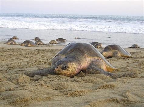 Con Buenos Resultados Termina La Temporada De Anidaci N De Tortuga