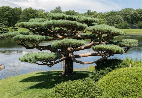 Japanese Ornamental Trees