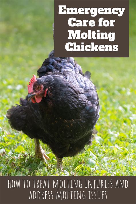 Emergency Care for Molting Chickens - The Pioneer Chicks