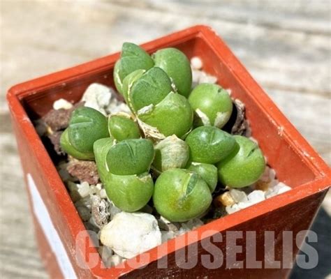 SHPR10814 Conophytum Saxetanum Cactus Online