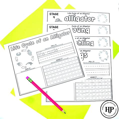 Alligator Life Cycle Activity Sheets – The Sweet Dahlia