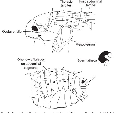 Xenopsylla Cheopis Ocular Bristle